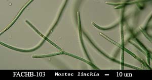 Nostoc linckia