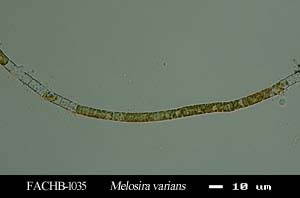 fachb-1035 melosira varians melosira 变异直链藻 csi