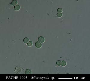 Microcystis  sp.