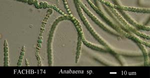 Anabaena sp.1042