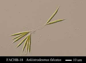 Ankistrodesmus falcatus
