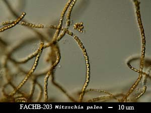 Nitzschia palea