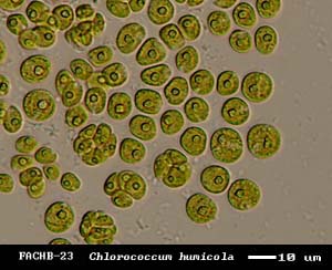 Chlorococcum humicola