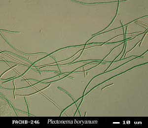Plectonema boryanum