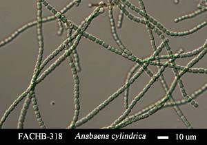 Anabaena cylindrica