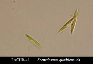 Scenedesmus quadricauda