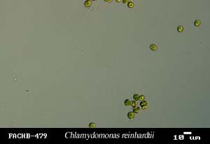 Chlamydomonas reinhardtii