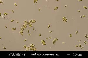 Ankistrodesmus sp.