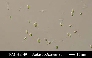 Ankistrodesmus sp.