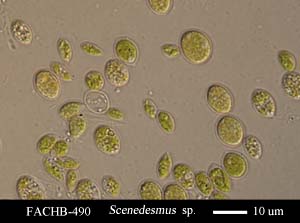 Scenedesmus sp.
