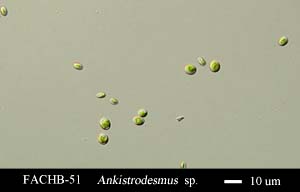 Ankistrodesmus sp.