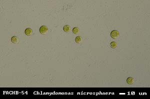 Chlamydomonas microsphaera