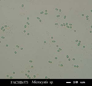 Microcystis sp.
