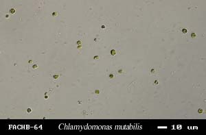 Chlamydomonas mutabilis