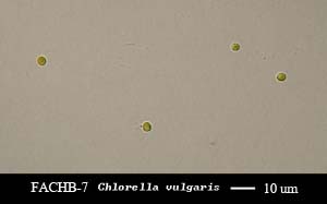 Chlorella sp.