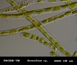 Hormidium sp.