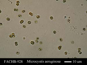 Microcystis aeruginosa