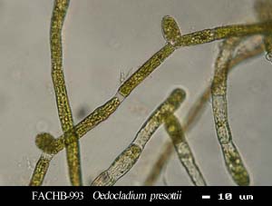 Oedocladium prescottii  
